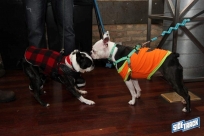 10.22.16DogDayHalloweenIMG_4621