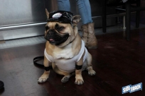 10.22.16DogDayHalloweenIMG_4624