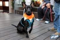 10.22.16DogDayHalloweenIMG_4632