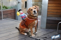 10.22.16DogDayHalloweenIMG_4639