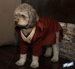 10.22.16DogDayHalloweenIMG_4683