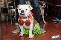 10.22.16DogDayHalloweenIMG_4692