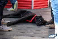 10.22.16DogDayHalloweenIMG_4722