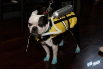 10.22.16DogDayHalloweenIMG_4724