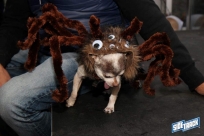 10.22.16DogDayHalloweenIMG_4737