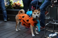 10.22.16DogDayHalloweenIMG_4739