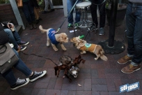 10.22.16DogDayHalloweenIMG_4741