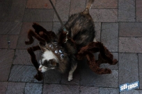 10.22.16DogDayHalloweenIMG_4742