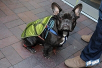 10.22.16DogDayHalloweenIMG_4743