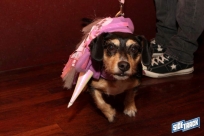 10.22.16DogDayHalloweenIMG_4748