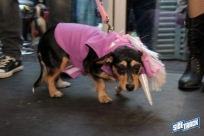 10.22.16DogDayHalloweenIMG_4768