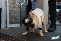 10.22.16DogDayHalloweenIMG_4771