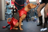 10.22.16DogDayHalloweenIMG_4781