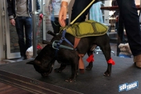 10.22.16DogDayHalloweenIMG_4783