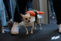 10.22.16DogDayHalloweenIMG_4794