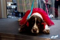 10.22.16DogDayHalloweenIMG_4801