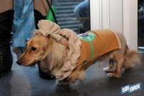 10.22.16DogDayHalloweenIMG_4809