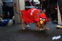 10.22.16DogDayHalloweenIMG_4811