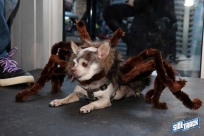 10.22.16DogDayHalloweenIMG_4822