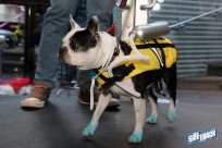 10.22.16DogDayHalloweenIMG_4829