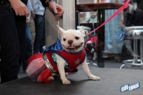 10.22.16DogDayHalloweenIMG_4837