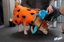 10.22.16DogDayHalloweenIMG_4846