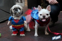 10.22.16DogDayHalloweenIMG_4881