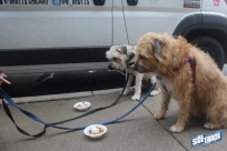 6.4.16dogdaysIMG_8120