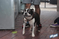 6.4.16dogdaysIMG_8178