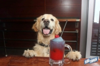 6.4.16dogdaysIMG_8215