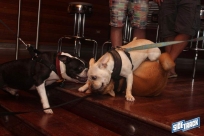 6.4.16dogdaysIMG_8424