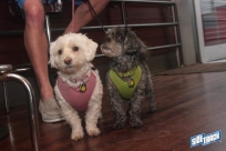 6.4.16dogdaysIMG_8436